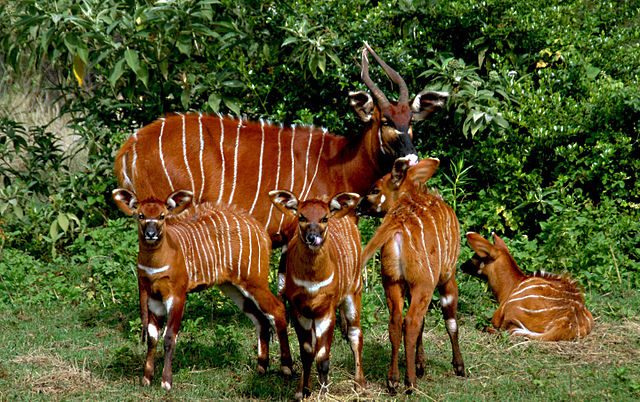 File:Four bongo calves with nanny.jpg