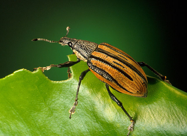 File:Adult citrus root weevil, Diaprepes abbreviatus.jpg