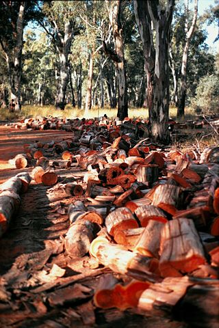 File:Redgumfirewood.jpg
