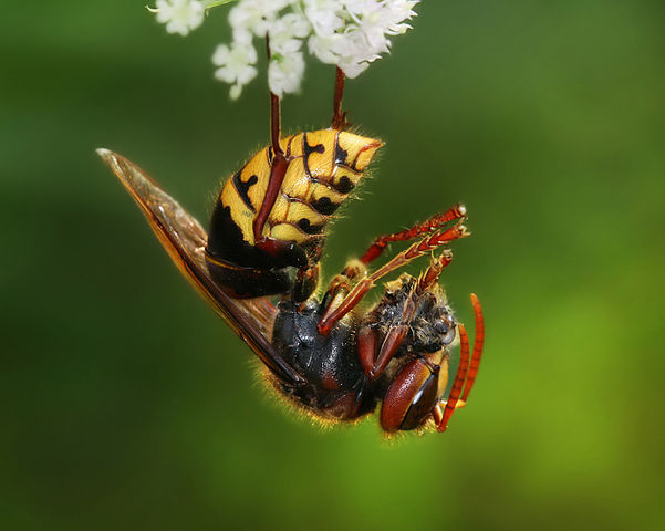 File:Vespa crabro germana with prey Richard Bartz Crop.jpg