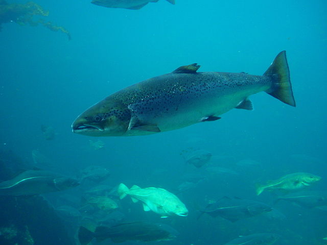 File:Salmo salar-Atlantic Salmon-Atlanterhavsparken Norway.JPG