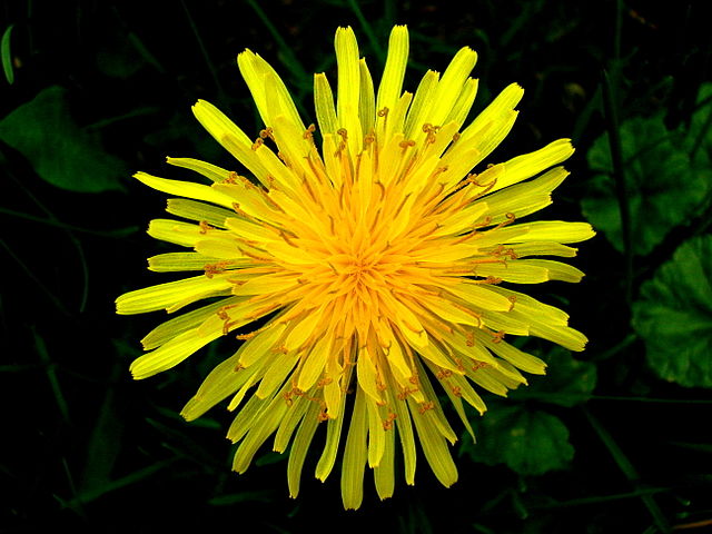 File:Top view of a dandelion.JPG