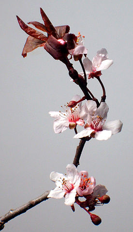 File:Flor del ciruelo.jpg