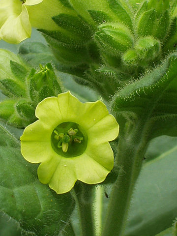 File:Native American tobacco flower.jpg