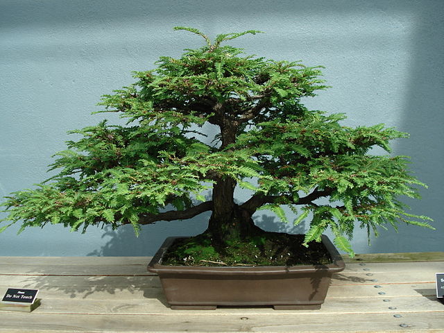 File:Redwood bonsai.JPG