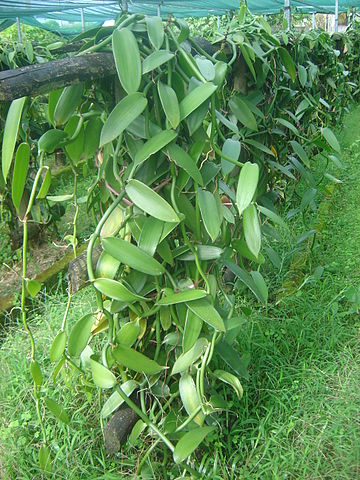 File:Vanilla plantation in shader dsc01168.jpg