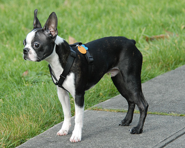 File:BostonTerrierMaleBlack.jpg