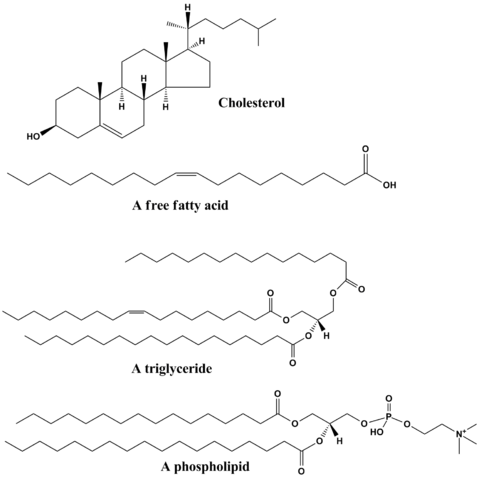 File:Common lipids lmaps.png