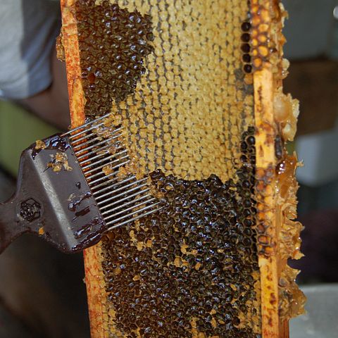 File:Fork-Beekeeping .jpg