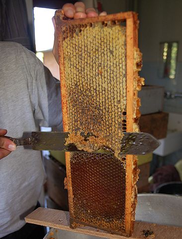 File:Discovered honey .jpg