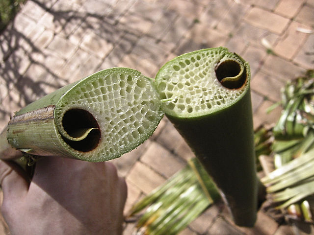 File:Palm shoot.jpg