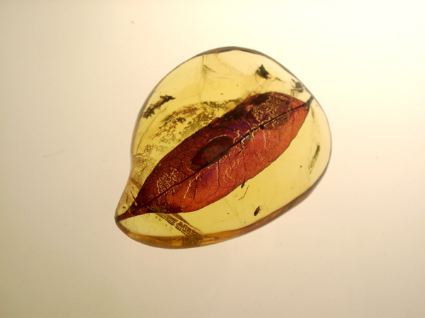 File:Leaf in dominican amber.jpg