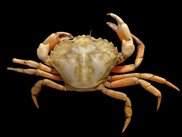 File:Carcinus maenas.jpg