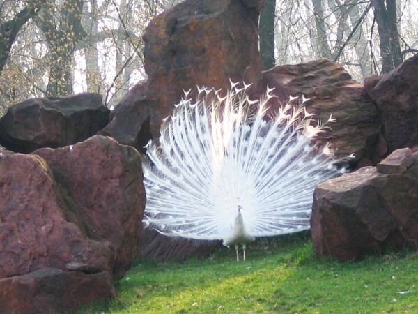 File:Pavo cristatus albino001xx.jpg