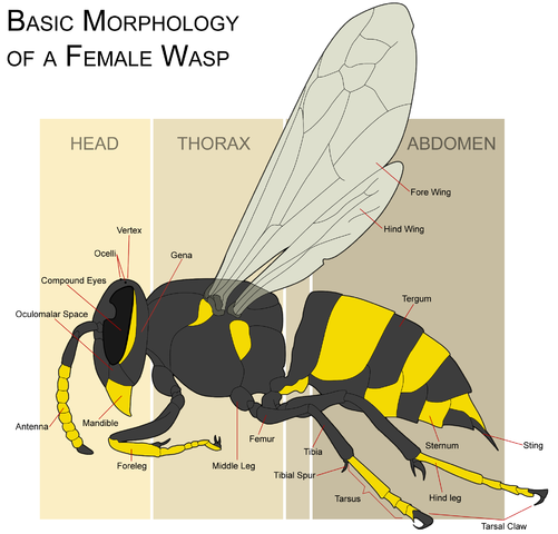 File:Wasp morphology.png