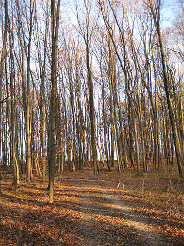 File:German hardwood forest.jpg