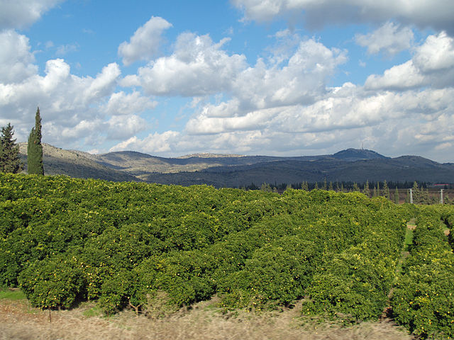 File:Lemon Orchard in the Galilee by David Shankbone.jpg