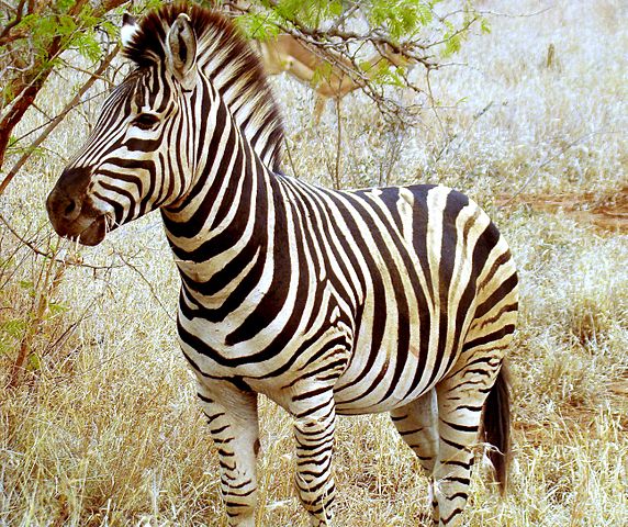 File:Beautiful Zebra in South Africa.JPG