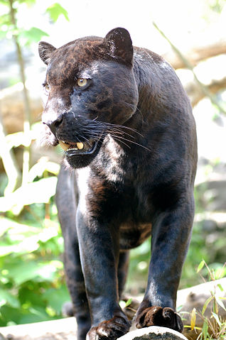 File:Jaguar-schwarzer-panther-zoologie.de-nk0005.JPG