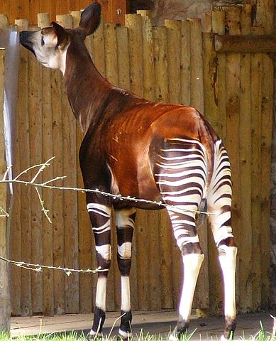 File:Okapi at Chester Zoo.jpg