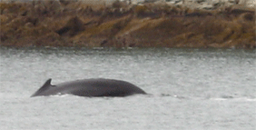 File:Whale-Dive-Small.gif