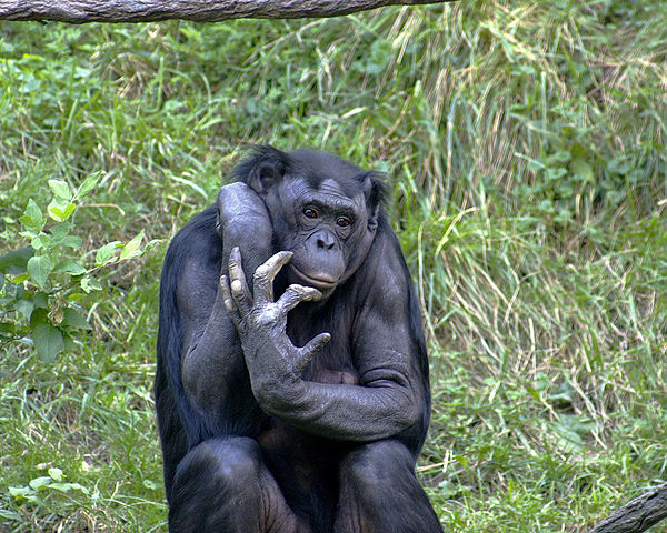 File:Bonobo 009.jpg