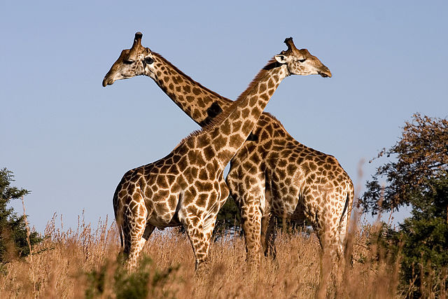 File:Giraffe Ithala KZN South Africa Luca Galuzzi 2004.JPG