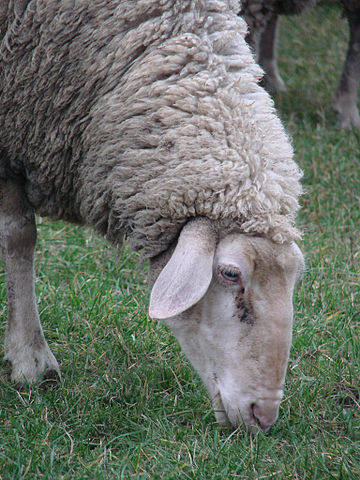 File:German ewe grazing closeup.jpg