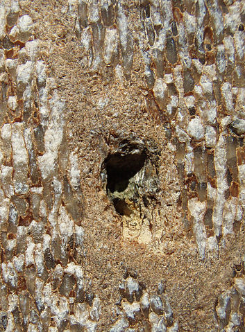 File:Petrified whale bone.JPG