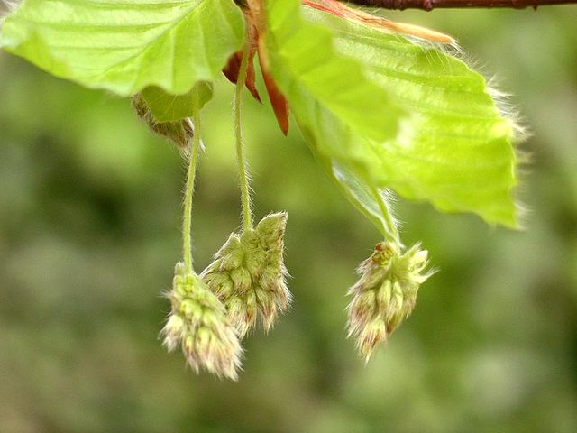 File:Beech flowers.jpg