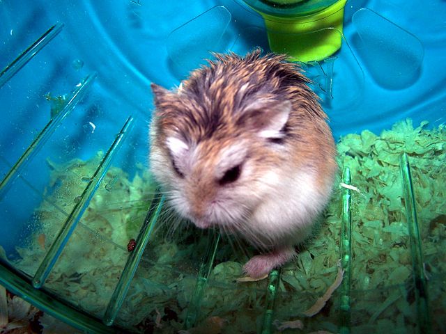 File:Roborovski Dwarf Hamster - Colour Corrected.jpg