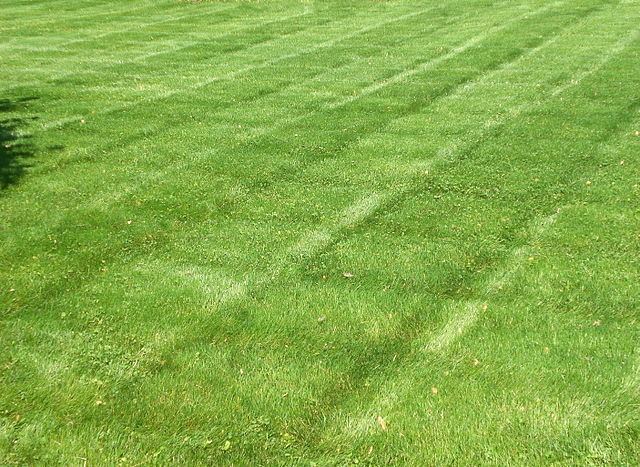 File:StripedLawn.jpg