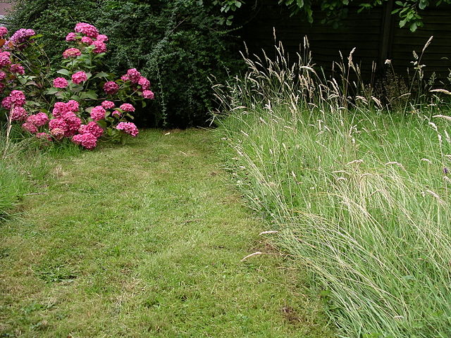 File:Lawn 16l07.JPG