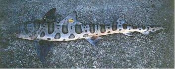 File:Triakis semifasciata.jpg