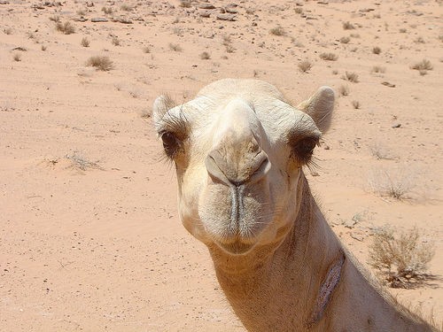 File:Cameljordaniandesert.jpg