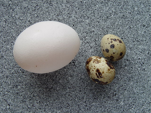 File:Coturnix coturnix eggs.jpg