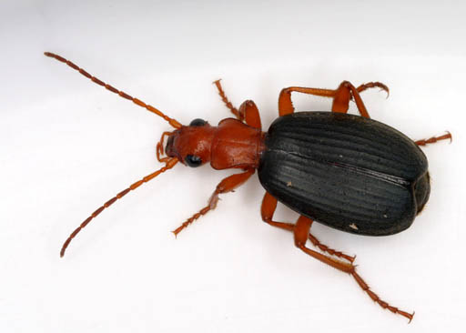 File:Brachinus spPCCA20060328-2821B.jpg