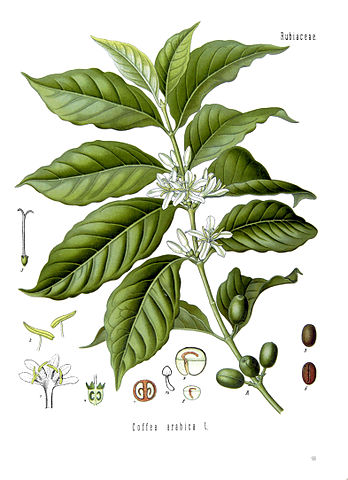 File:Coffea arabica - Köhler–s Medizinal-Pflanzen-189.jpg