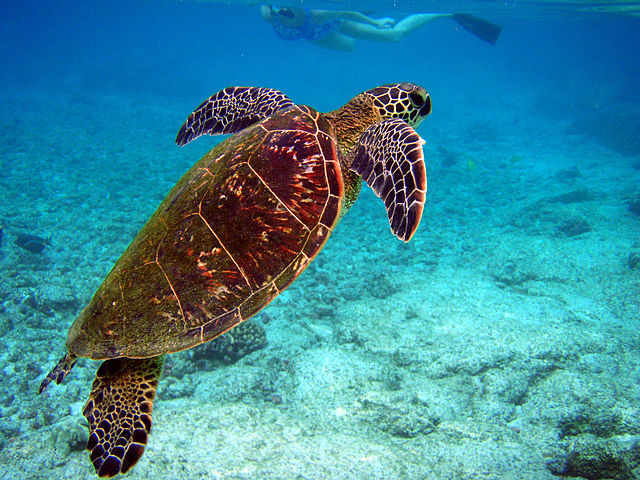 File:Chelonia mydas is going for the air.jpg