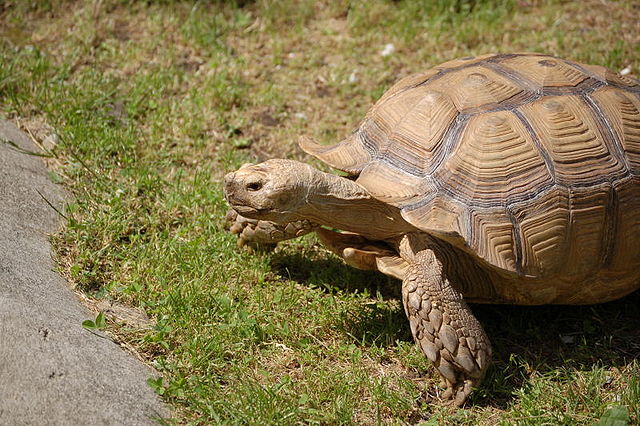 File:Turtle3m.JPG