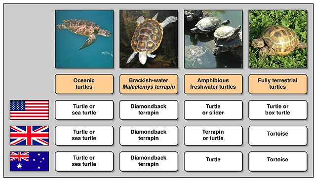 File:Turtle names in different languages.jpg
