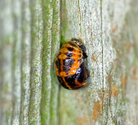 File:Ladybird Pupate.jpg