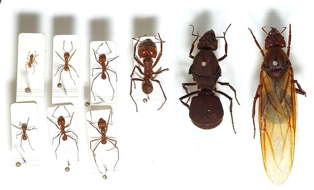 File:Atta.cephalotes.gamut.selection.jpg