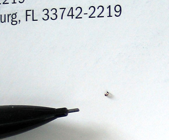 File:Pharaoh Ant close up.JPG