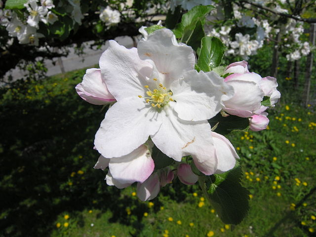 File:Apple tree flower.jpg