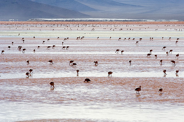 File:Andean Flamingos Laguna Colorada Bolivia Luca Galuzzi 2006.jpg