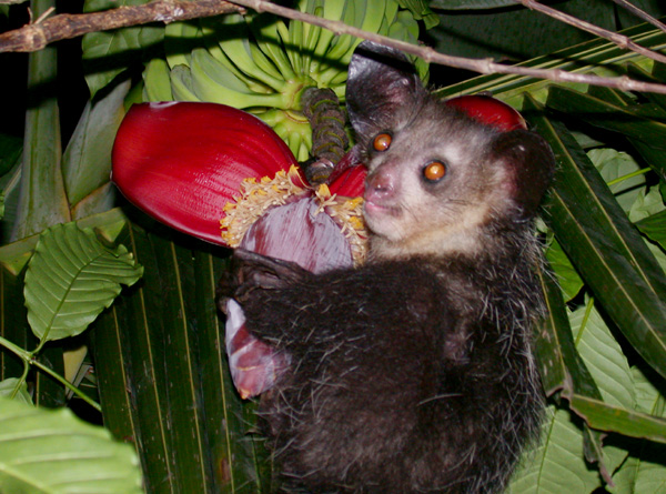 File:Aye-aye (Daubentonia madagascariensis).jpg