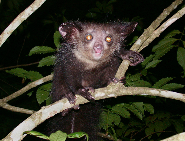 File:Aye-aye (Daubentonia madagascariensis) 2.jpg