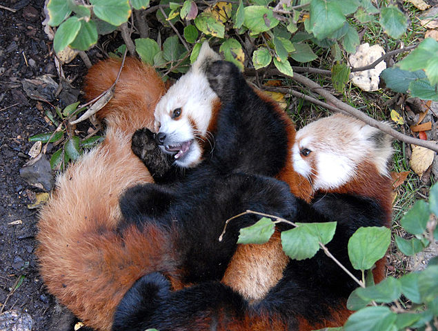 File:Red pandas playing.jpg