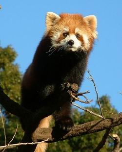 File:Panda rouge.jpg